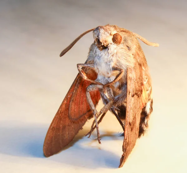 Moth from front on white background, close up photo — Stock Photo, Image