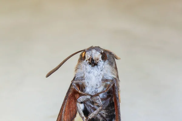 白い背景の前から大きな蛾 — ストック写真