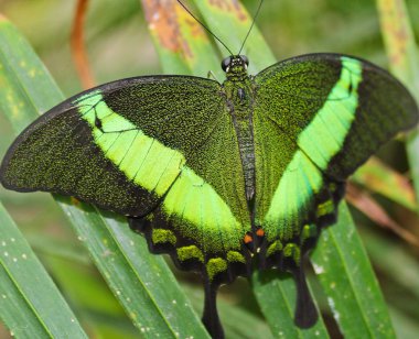 Büyük yeşil kelebek Emerald Swallowtail, kanatlar, Papilio fotoğraf