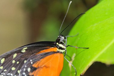 Yeşil yaprak, danaus chrysippus, makro pho büyük turuncu kelebek