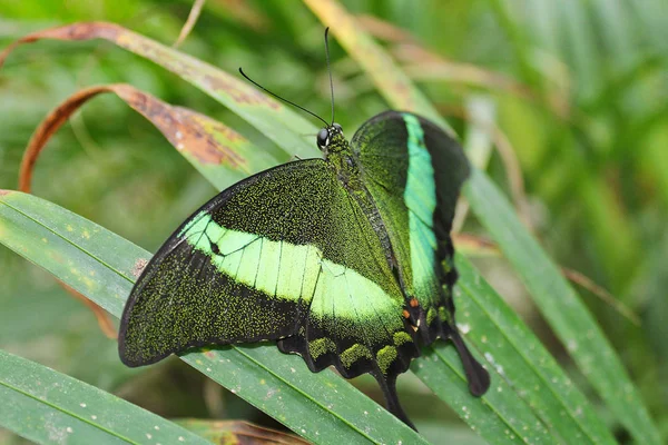 Gran mariposa verde cola de golondrina esmeralda de lado, Papilio palin — Foto de Stock