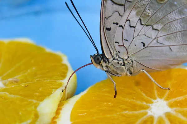 Grande borboleta cinza comendo laranja com a língua — Fotografia de Stock