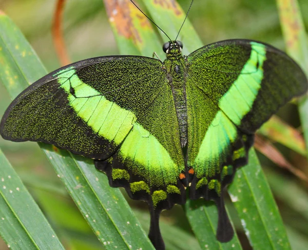 Gran mariposa verde cola de golondrina esmeralda, foto a las alas, Papilio — Foto de Stock