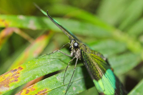 Büyük yeşil kelebek Emerald Swallowtail, gözleri, Papilio fotoğraf — Stok fotoğraf