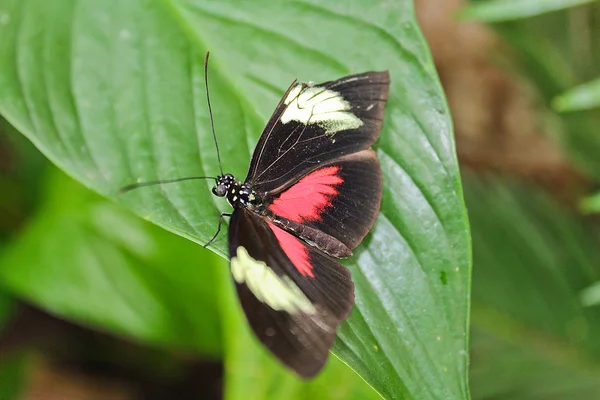 Mariposa grande negra y roja sobre hoja verde — Foto de Stock