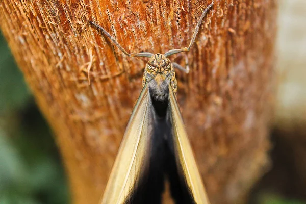 Nagy barna pillangót a fa törzse, a fenti fénykép — Stock Fotó
