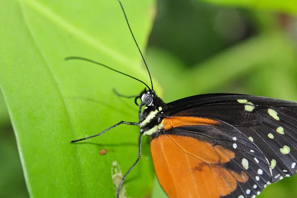 Mariposa naranja grande sobre hoja verde, danaus chrysippus — Foto de Stock