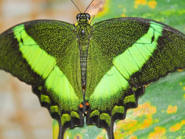 Borboleta verde grande rabo de andorinha de esmeralda, foto de close-up para asas — Fotografia de Stock