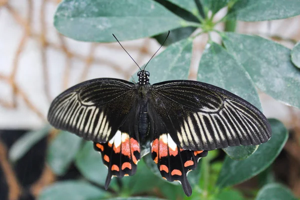 Borboleta preta e vermelha grande em folha verde, foto a asas — Fotografia de Stock