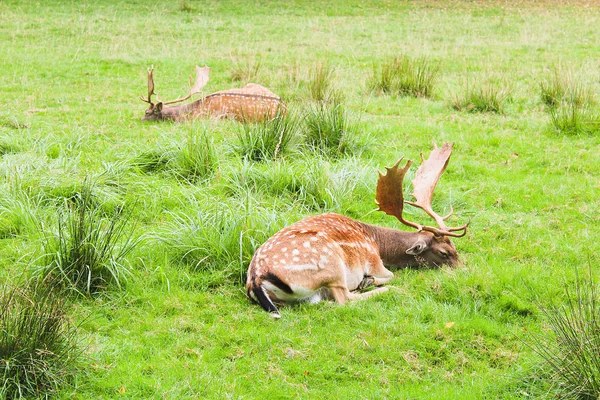 Two fallow deer lie on meadow, Czech landscape — Stock Photo, Image