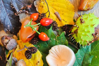 Sonbahar natürmort meşe palamudu, kestane, mantar ahşap b taşlı