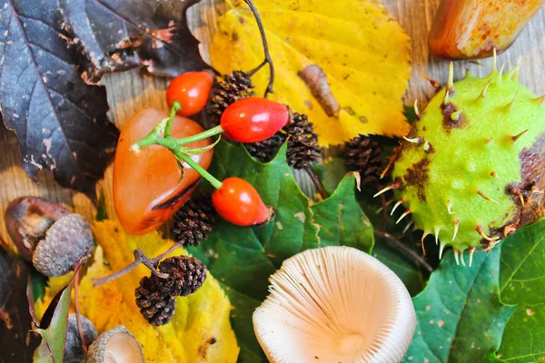 Sonbahar natürmort meşe palamudu, kestane, mantar ahşap b taşlı