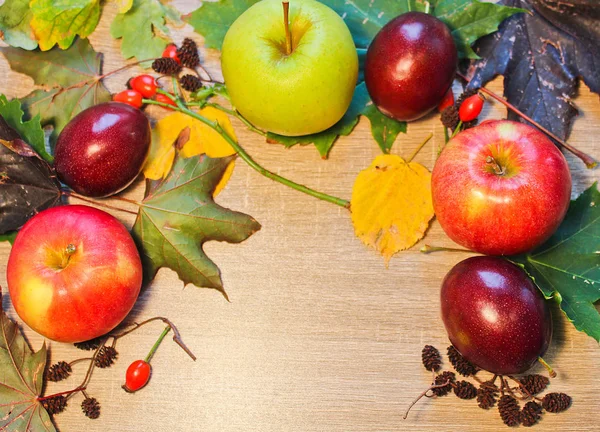 Autumn still life plum, apple, catkin, brier and stone on wooden — Stock Photo, Image