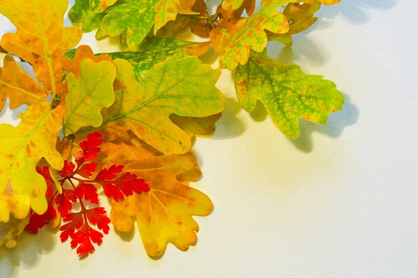 Bunte Herbstblätter auf weißem Hintergrund für Text — Stockfoto