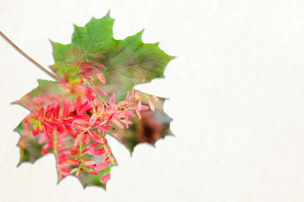 Herbst-Doppelbelichtung in Blatt und roter Blume — Stockfoto