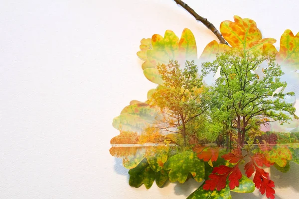 Πτώση διπλή έκθεση σε δέντρα και πολύχρωμα φύλλα — Φωτογραφία Αρχείου