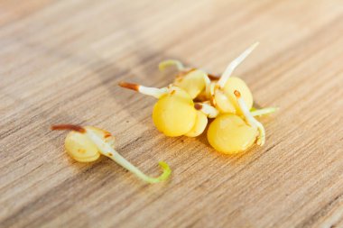 Grup çimlenme mercimek ahşap arka plan, sağlıklı gıda, baklagil