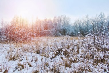 Kuru ağaçlar ve çiçekler karla kaplı. Çek kış manzarası
