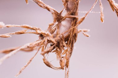 Kar, kış arka plan, makro fotoğraf ile dondurulmuş kuru ot