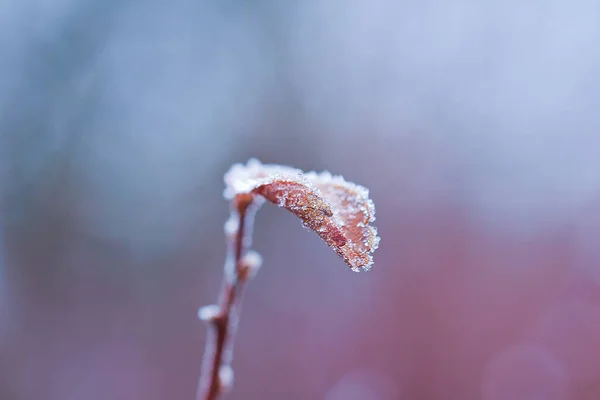 Frozen leave, winter background, macro photo