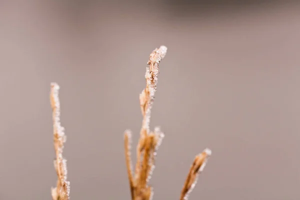 Grama seca congelada na cor vermelha, fundo de inverno, foto macro — Fotografia de Stock