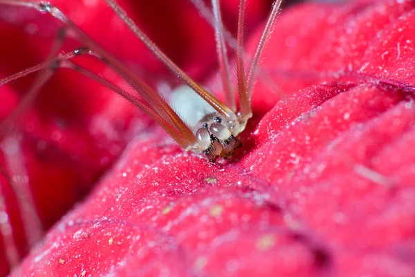 Αράχνη μακρο φωτογραφία, pholcus phalangioides σε κόκκινο άδεια — Φωτογραφία Αρχείου