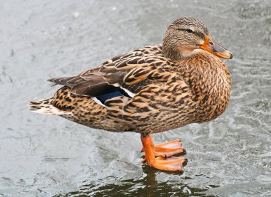 Ördek erkek tarafında dondurulmuş Nehri üzerinde