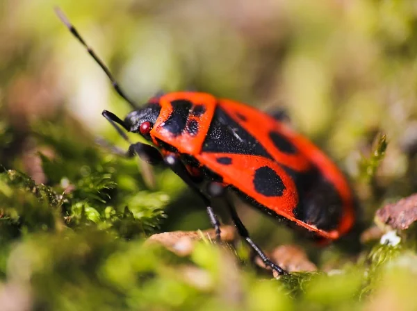 Firebug, Pyrrhocoris apterus en musgo verde, foto macro — Foto de Stock