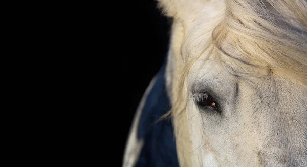 Close up portrait of white horse head isolated on black backgrou — Stock Photo, Image