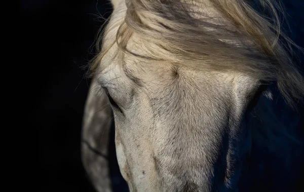 Portrait of white horse head isolated on black background — Stock Photo, Image