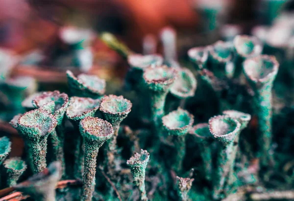 Small Mushroom Grow Moss Macro Colored Photo — Stock Photo, Image