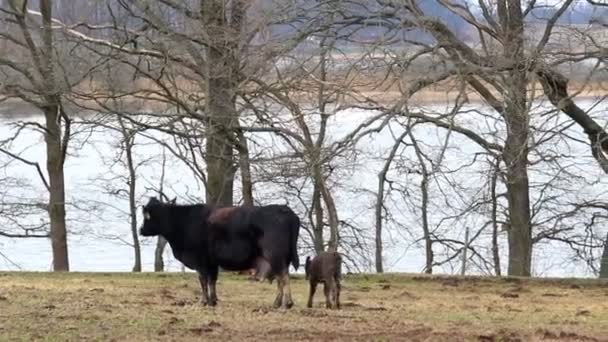 草地牧场上的小灰牛 — 图库视频影像
