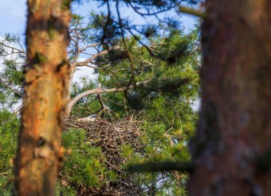 Gri balıkçıllı Ardea Cinerea Ağaçlarda oturuyor
