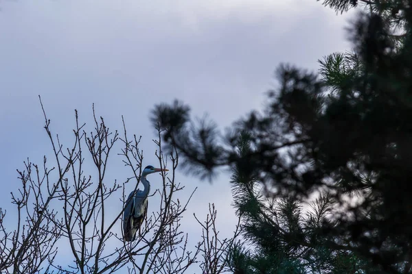 Graureiher Ardea Cinerea Sitzt Auf Zweigen Bäumen — Stockfoto