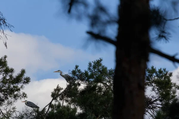 Duas Garças Cinzentas Ardea Cinerea Sentar Ramo Árvore Com Céu — Fotografia de Stock