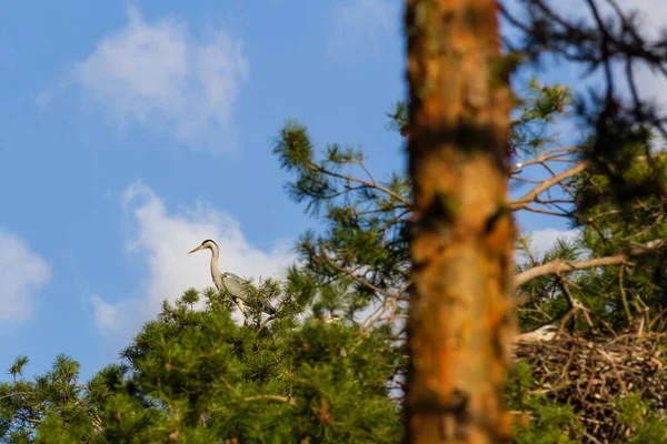 Graureiher Ardea Cinerea Sitzt Auf Zweigen Bäumen — Stockfoto