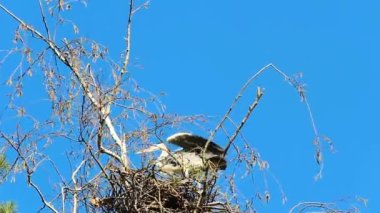 Gri balıkçıl Ardea Cinerea ağaç yuvasında oturur ve uçar gider.