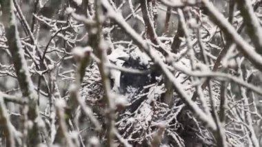 Kuzgun Corvus Frugilegus kışın yuvada oturur, şiddetli kar yağar.