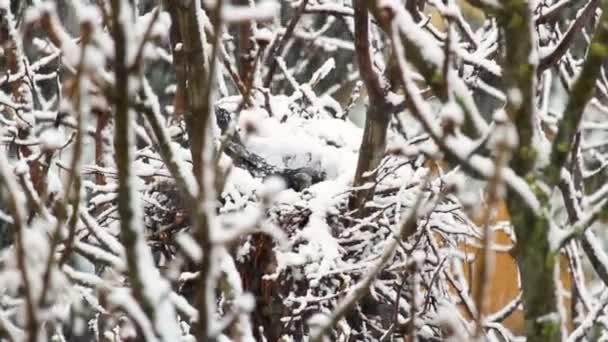 冬日里 乌鸦科孚果蝇栖息在鸟巢中 大雪密布 — 图库视频影像