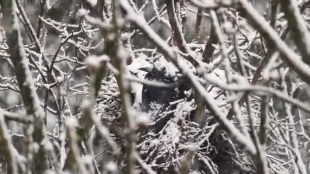 Raven Corvus Frugilegus Κάθονται Στη Φωλιά Χειμώνα Ισχυρή Χιονίζει — Αρχείο Βίντεο