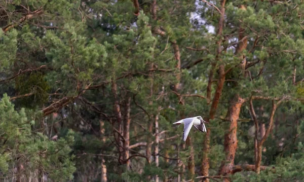 Adultes Sommergefieder Schwarzkopfmöwe Chroicocephalus Ridibundus Fliegt Von Der Seite Mit — Stockfoto