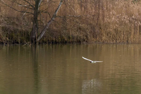 Ausgewachsene Sommermöwe Chroicocephalus Ridibundus Fliegt Von Vorne Über Teich Tschechien — Stockfoto