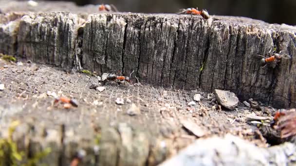 Myror Formica Rufa Stubbe Arbeta Runt Myrstacken — Stockvideo