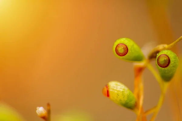 Detalle Musgo Primaveral Pohlia Nutans Oro Claro Macro Foto —  Fotos de Stock