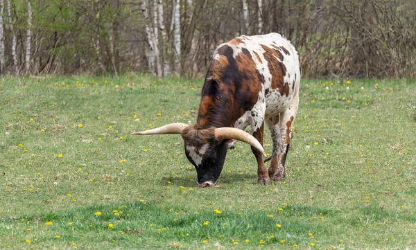 Brązowy Texas Longhorn Jedzący Trawę Łące Boku — Zdjęcie stockowe