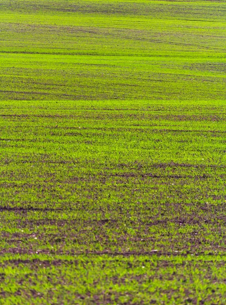 Świeże Wiosna Zielone Pole Trawy Teksturowane Tło Rolnictwo Tło Wiosny — Zdjęcie stockowe