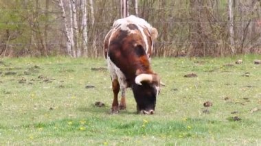 İnek otlakta ot yiyor. Çek Cumhuriyeti