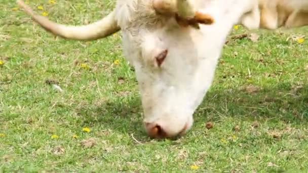 Vaca Comer Grama Prado Pastagem República Checa — Vídeo de Stock