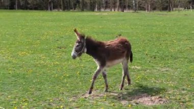 Çayır otlağında sevimli Eşek.