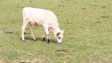 Küçük şirin beyaz Teksas Longhorn çayırda ot yiyor.